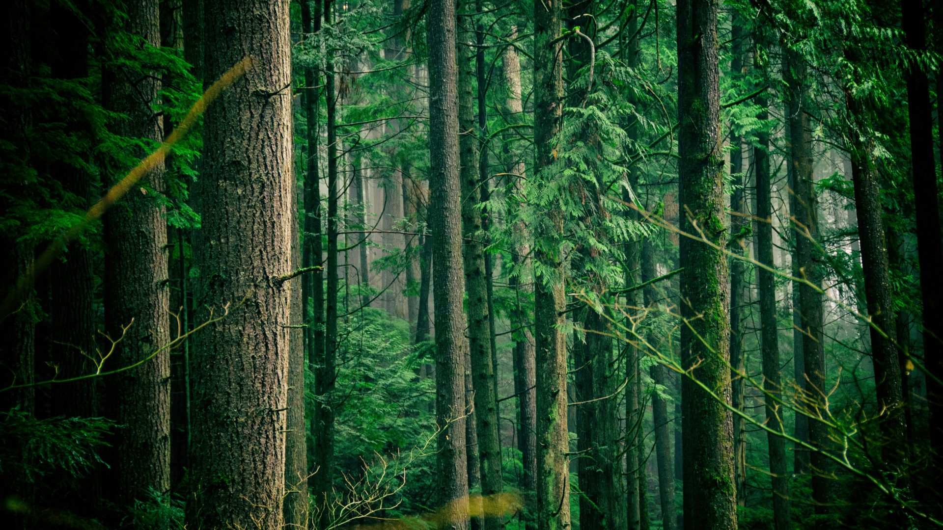 green leafed trees middle of forest during daytime