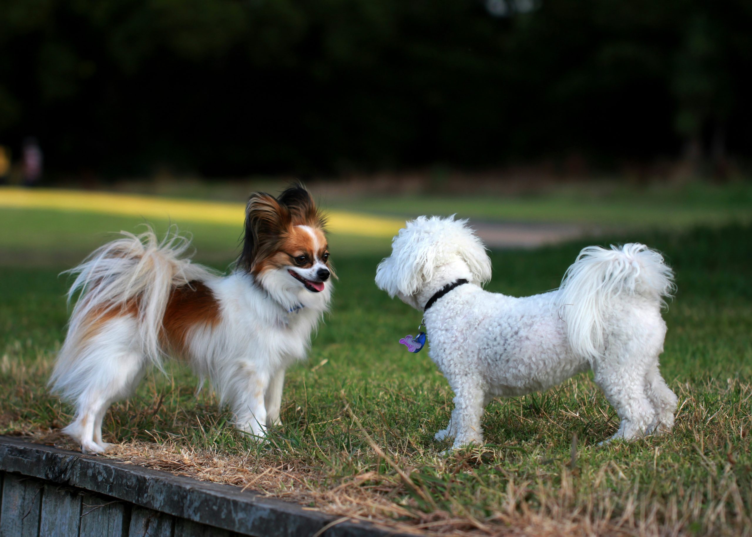 Pawsitively Perfect: Why Our Pet-Friendly Amenities Make Legacy at Veramendi a Dream for You and Your Pet